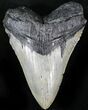 Bargain Megalodon Tooth - North Carolina #28832-1
